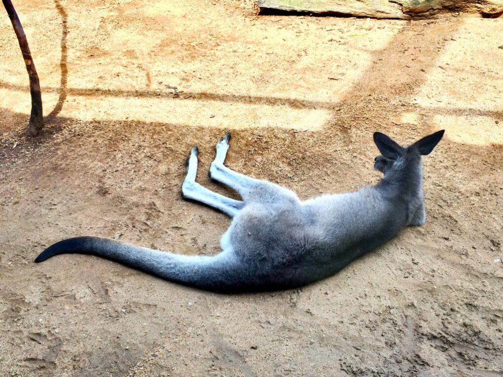 15705664993_922bed9e89_o