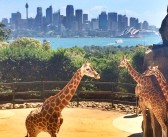 Taronga Zoo – Beneidenswerte Aussicht der Giraffen