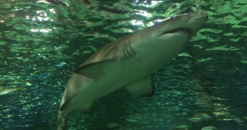 Sydney Sealife Aquarium – Haie, Seekühe und Nemo
