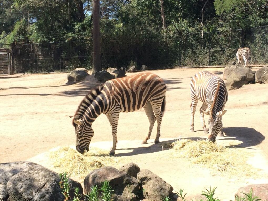 Melbourne Zoo