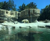 San Diego Zoo – Wohl einer der bekanntesten Zoos weltweit